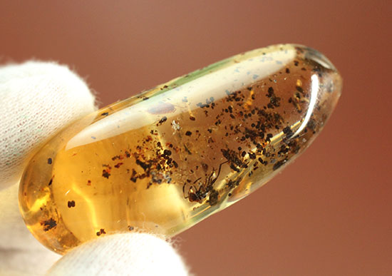 長い肢をもつ虫が鮮明に確認できる、丸みを帯びたコーパル標本(Copal)(その6)