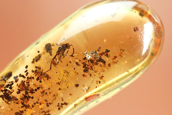 長い肢をもつ虫が鮮明に確認できる、丸みを帯びたコーパル標本(Copal)(その7)