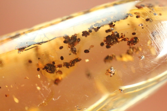 長い肢をもつ虫が鮮明に確認できる、丸みを帯びたコーパル標本(Copal)(その8)