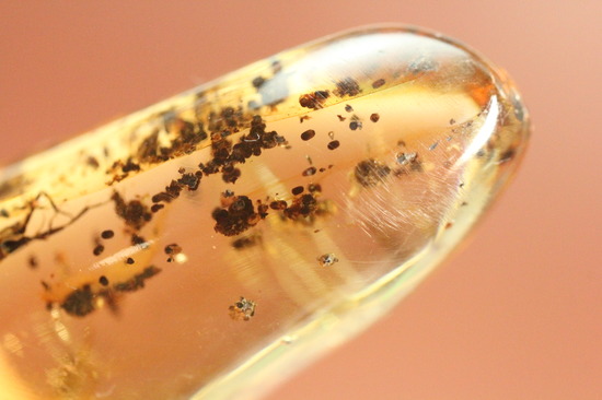 長い肢をもつ虫が鮮明に確認できる、丸みを帯びたコーパル標本(Copal)(その9)