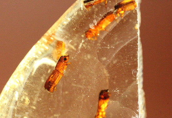 黄色い古代のタイムカプセル!滴る方向が推察される、虫が内包されたコーパル(Copal)(その1)