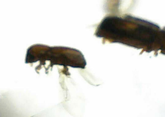 黄色い古代のタイムカプセル!滴る方向が推察される、虫が内包されたコーパル(Copal)(その11)