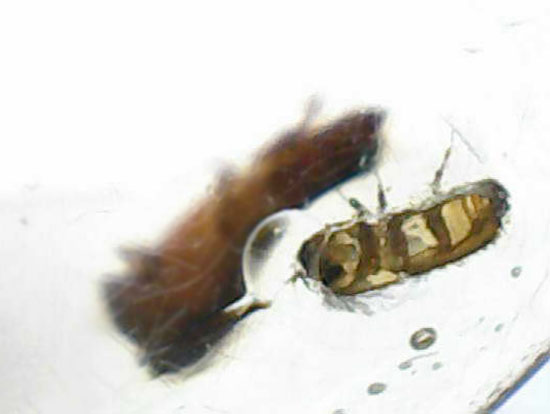 黄色い古代のタイムカプセル!滴る方向が推察される、虫が内包されたコーパル(Copal)(その12)