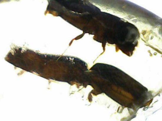黄色い古代のタイムカプセル!滴る方向が推察される、虫が内包されたコーパル(Copal)(その13)