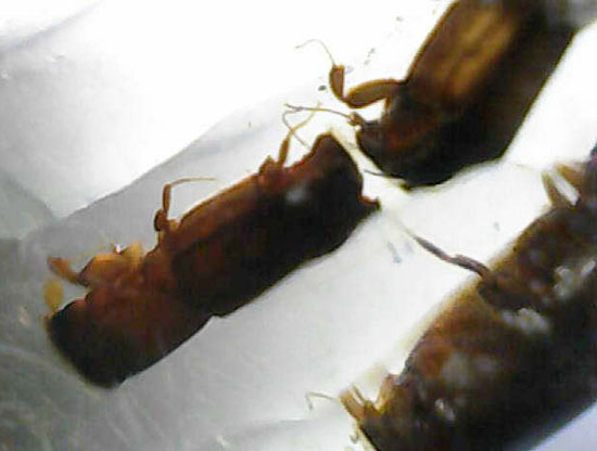 黄色い古代のタイムカプセル!滴る方向が推察される、虫が内包されたコーパル(Copal)(その14)