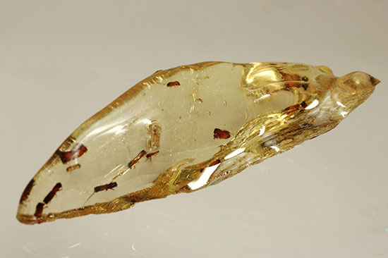 黄色い古代のタイムカプセル!滴る方向が推察される、虫が内包されたコーパル(Copal)(その4)