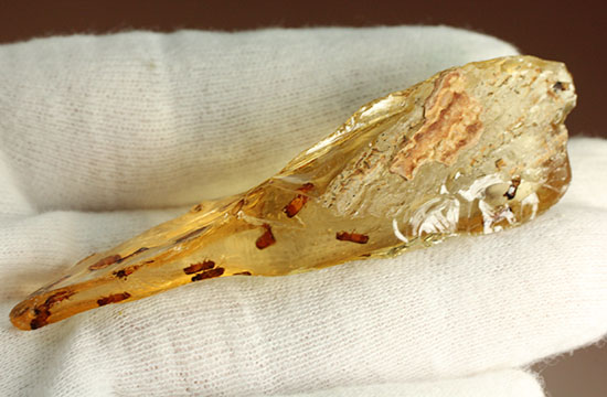 黄色い古代のタイムカプセル!滴る方向が推察される、虫が内包されたコーパル(Copal)(その6)