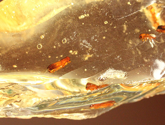 黄色い古代のタイムカプセル!滴る方向が推察される、虫が内包されたコーパル(Copal)(その7)