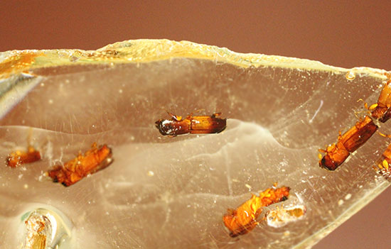 黄色い古代のタイムカプセル!滴る方向が推察される、虫が内包されたコーパル(Copal)(その8)
