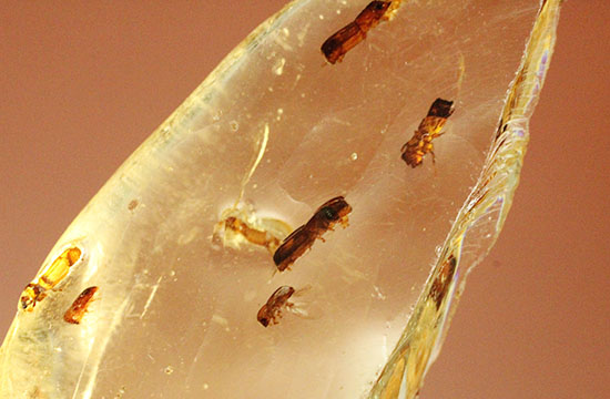黄色い古代のタイムカプセル!滴る方向が推察される、虫が内包されたコーパル(Copal)(その9)