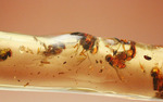 ハイレベル！ビッグな昆虫が７匹包まれたコーパル標本(Copal)