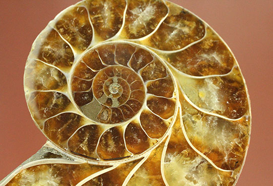 アンモナイトの美を最大限に引きだした、スライスカット標本(Ammonite)（その10）