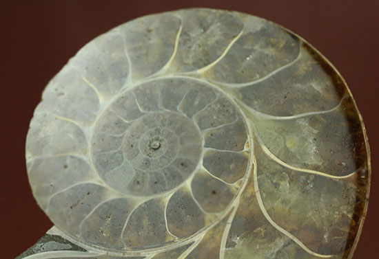 アンモナイトの美を最大限に引きだした、スライスカット標本(Ammonite)（その11）