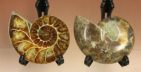 アンモナイトの美を最大限に引きだした、スライスカット標本(Ammonite)（その12）