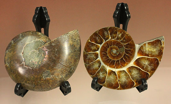 アンモナイトの美を最大限に引きだした、スライスカット標本(Ammonite)（その13）
