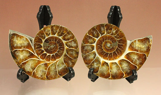 アンモナイトの美を最大限に引きだした、スライスカット標本(Ammonite)（その14）