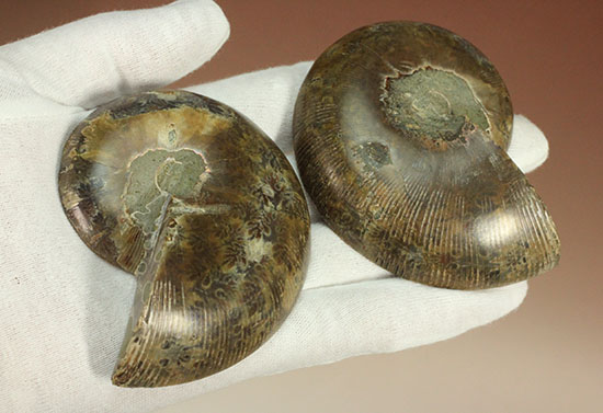 アンモナイトの美を最大限に引きだした、スライスカット標本(Ammonite)（その15）