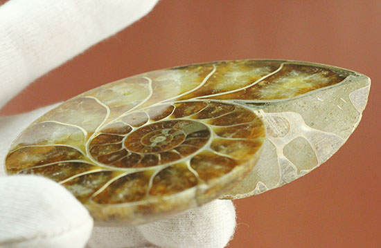 アンモナイトの美を最大限に引きだした、スライスカット標本(Ammonite)（その17）