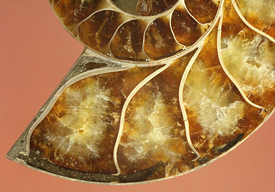 アンモナイトの美を最大限に引きだした、スライスカット標本(Ammonite)（その19）