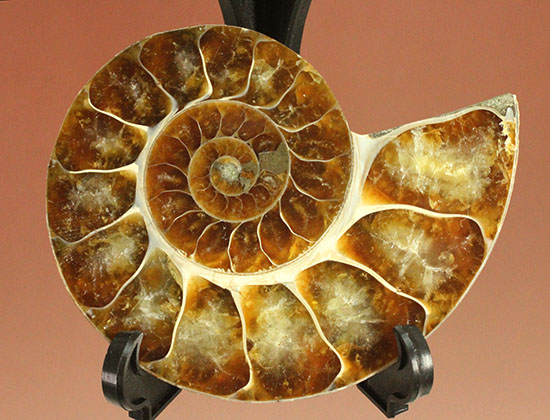 アンモナイトの美を最大限に引きだした、スライスカット標本(Ammonite)（その2）