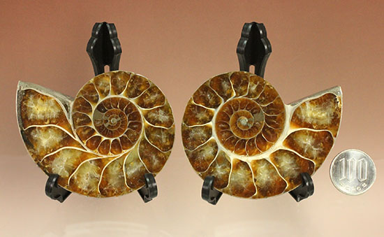 アンモナイトの美を最大限に引きだした、スライスカット標本(Ammonite)（その20）