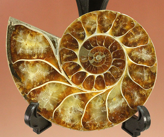 アンモナイトの美を最大限に引きだした、スライスカット標本(Ammonite)（その3）