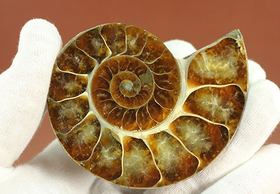 アンモナイトの美を最大限に引きだした、スライスカット標本(Ammonite)（その4）