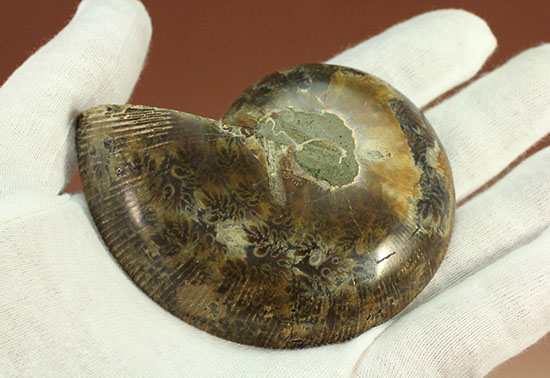 アンモナイトの美を最大限に引きだした、スライスカット標本(Ammonite)（その5）