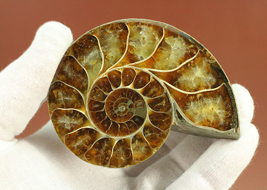 アンモナイトの美を最大限に引きだした、スライスカット標本(Ammonite)（その6）