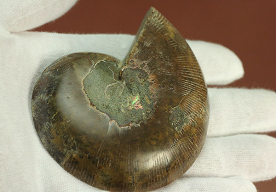 アンモナイトの美を最大限に引きだした、スライスカット標本(Ammonite)（その7）