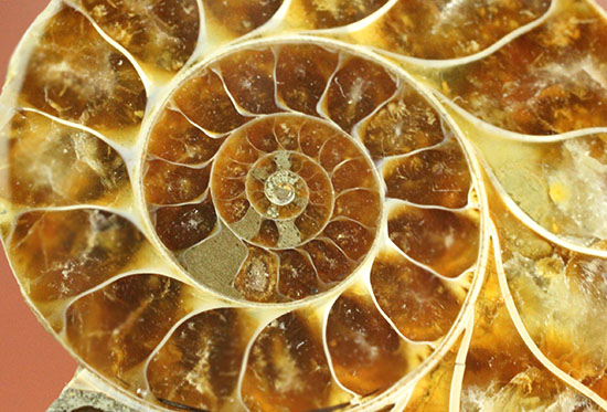 アンモナイトの美を最大限に引きだした、スライスカット標本(Ammonite)（その9）