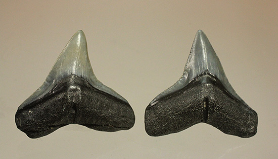 シュモクザメ属のサメの歯化石２個セット（その1）