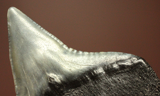 シュモクザメ属のサメの歯化石２個セット（その10）