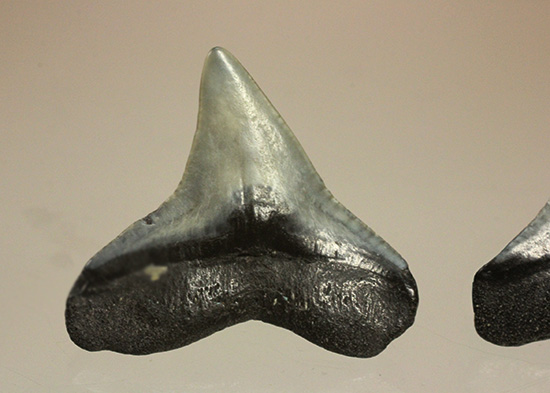 シュモクザメ属のサメの歯化石２個セット（その11）