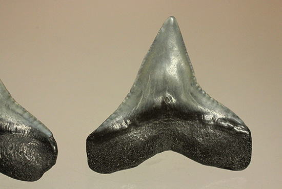 シュモクザメ属のサメの歯化石２個セット（その12）