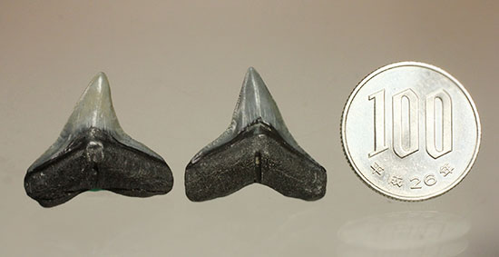 シュモクザメ属のサメの歯化石２個セット（その13）