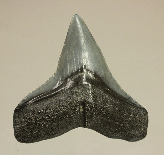 シュモクザメ属のサメの歯化石２個セット（その3）