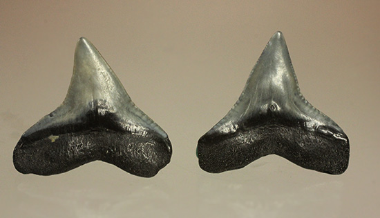 シュモクザメ属のサメの歯化石２個セット（その4）