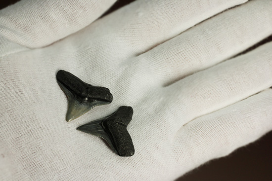 シュモクザメ属のサメの歯化石２個セット（その5）