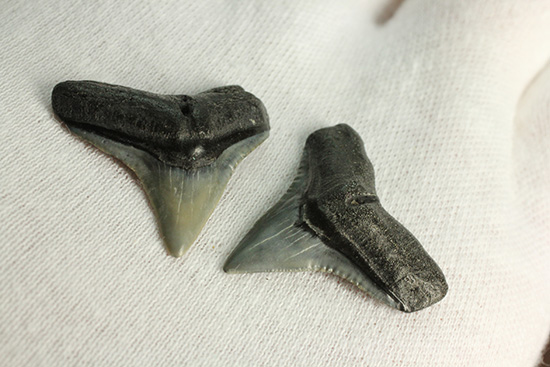 シュモクザメ属のサメの歯化石２個セット（その6）
