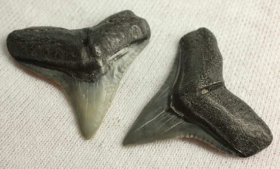 シュモクザメ属のサメの歯化石２個セット（その7）