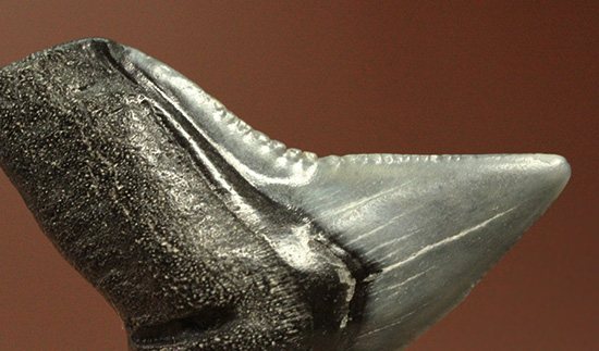 シュモクザメ属のサメの歯化石２個セット（その9）