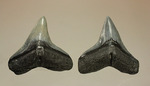 シュモクザメ属のサメの歯化石２個セット