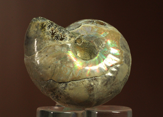 遊色アンモナイトのファーストコレクションにどうぞ。様々な色に輝く​マダガスカル産アンモナイト(Ammonite)（その11）