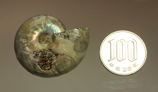 遊色アンモナイトのファーストコレクションにどうぞ。様々な色に輝く​マダガスカル産アンモナイト(Ammonite)（その12）