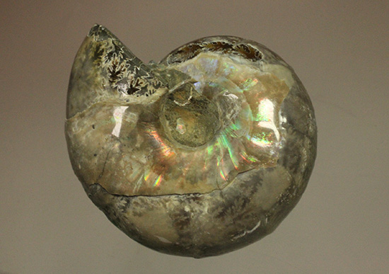 遊色アンモナイトのファーストコレクションにどうぞ。様々な色に輝く​マダガスカル産アンモナイト(Ammonite)（その2）