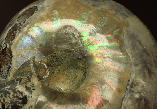 遊色アンモナイトのファーストコレクションにどうぞ。様々な色に輝く​マダガスカル産アンモナイト(Ammonite)（その3）