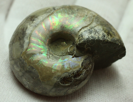 遊色アンモナイトのファーストコレクションにどうぞ。様々な色に輝く​マダガスカル産アンモナイト(Ammonite)（その7）