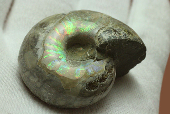遊色アンモナイトのファーストコレクションにどうぞ。様々な色に輝く​マダガスカル産アンモナイト(Ammonite)（その8）