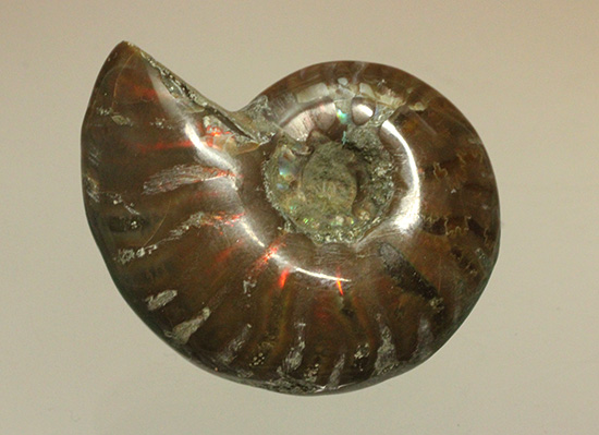 両面同クオリティに遊色します！光るアンモナイト化石(Ammonite)（その4）